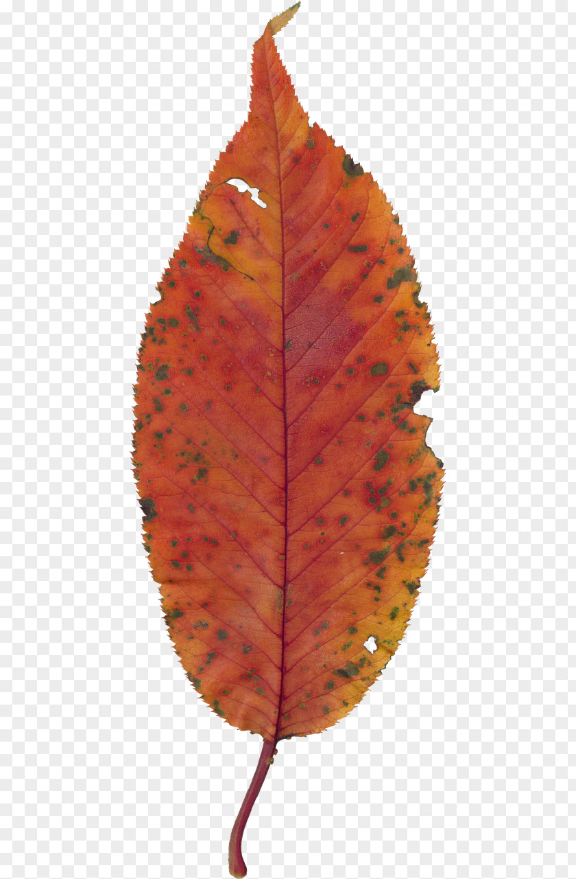 Leaf Autumn Color PNG