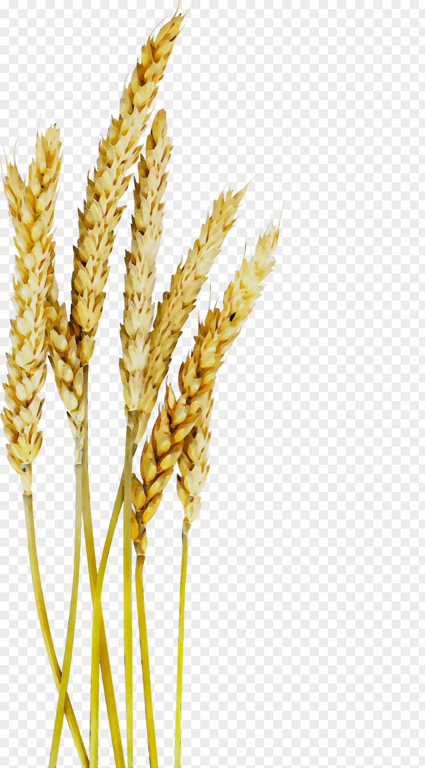 Emmer Oat Einkorn Wheat Spelt Cereal PNG
