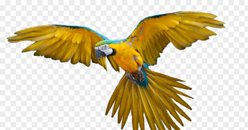 Parrot Bird Flight Macaw PNG