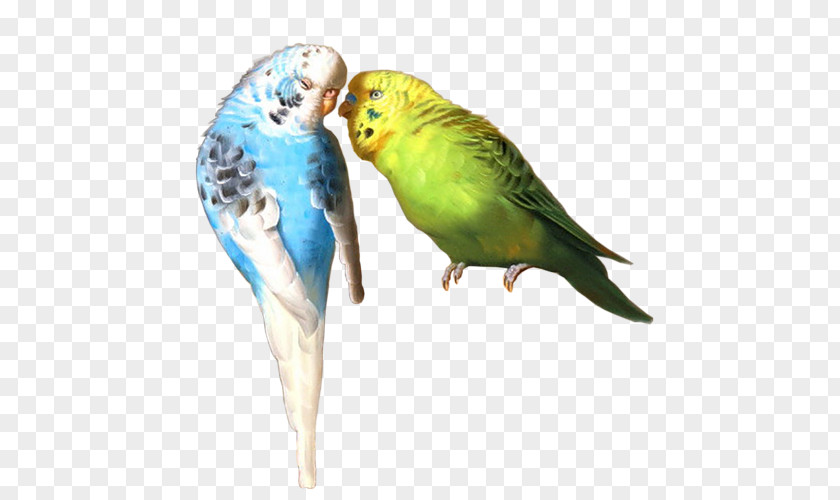 Parrot Budgerigar Oil Painting Parakeet Art PNG