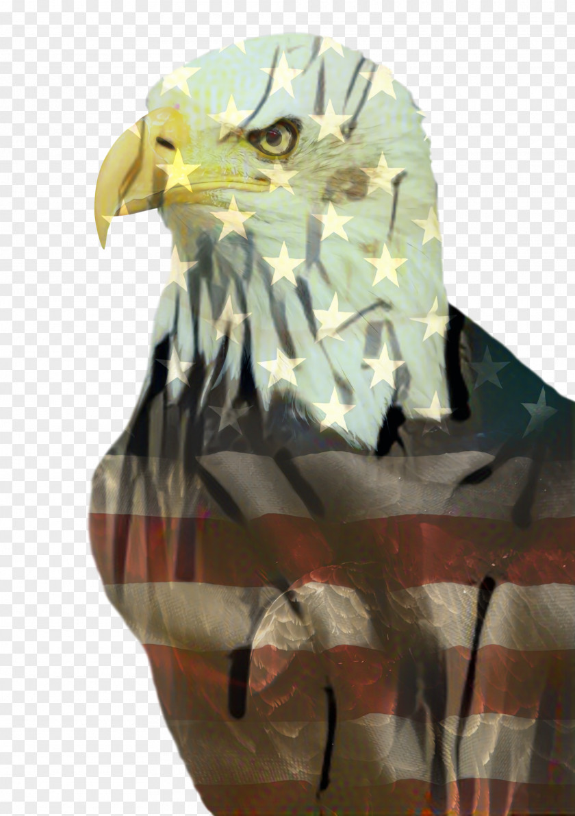 Shoe Bird Of Prey Fourth July Background PNG