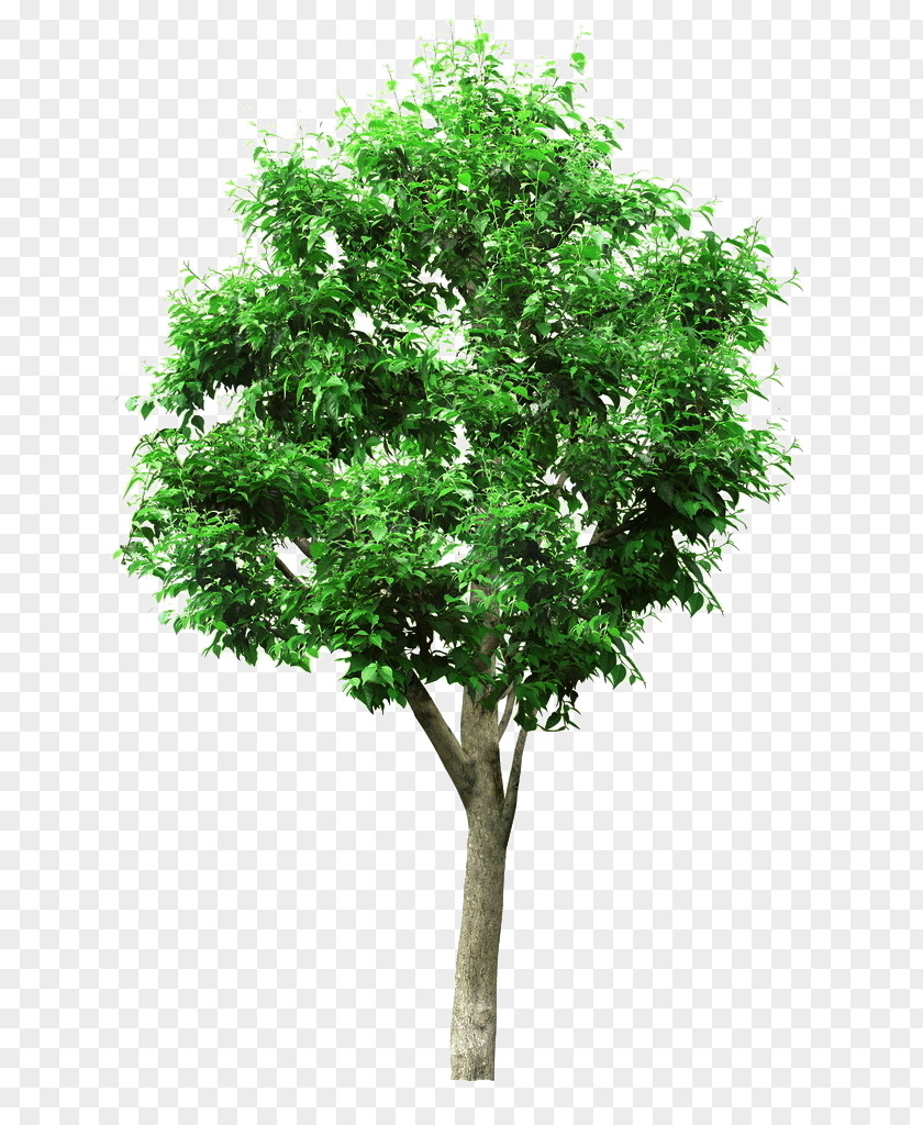 Tree Linden Picture Material Architectural Engineering Project PNG