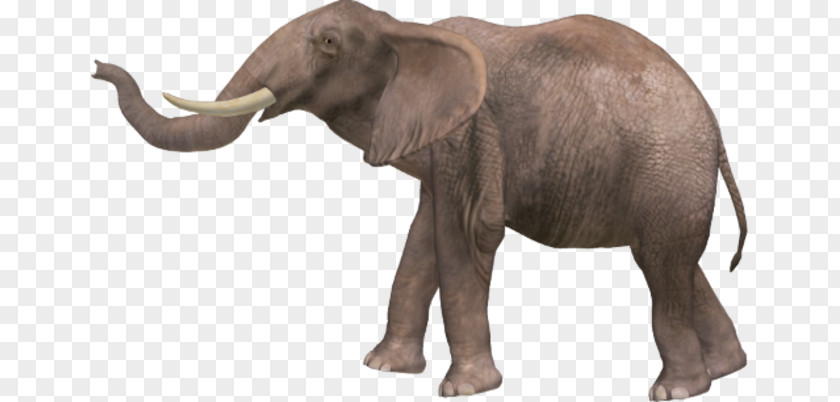 African Elephant Elephantidae Asian PNG