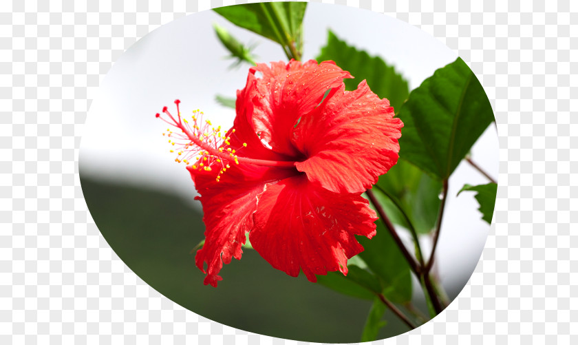 Chinese Hibiscus Shoeblackplant Crateva Religiosa Farm Senvus Village Bus PNG