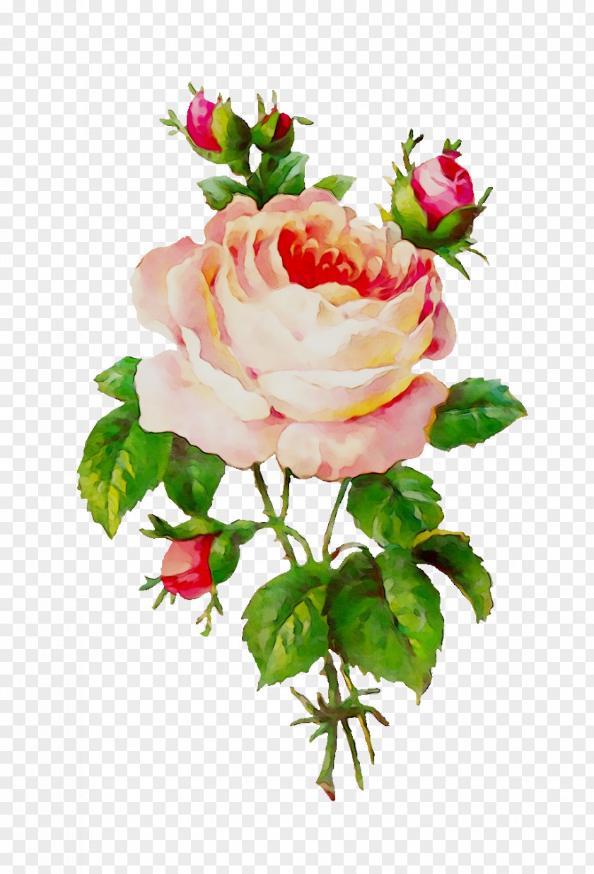 Garden Roses Flower Clip Art PNG