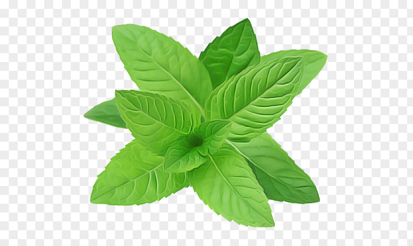 Herbal Mint Leaf Flower Plant Basil Herb PNG