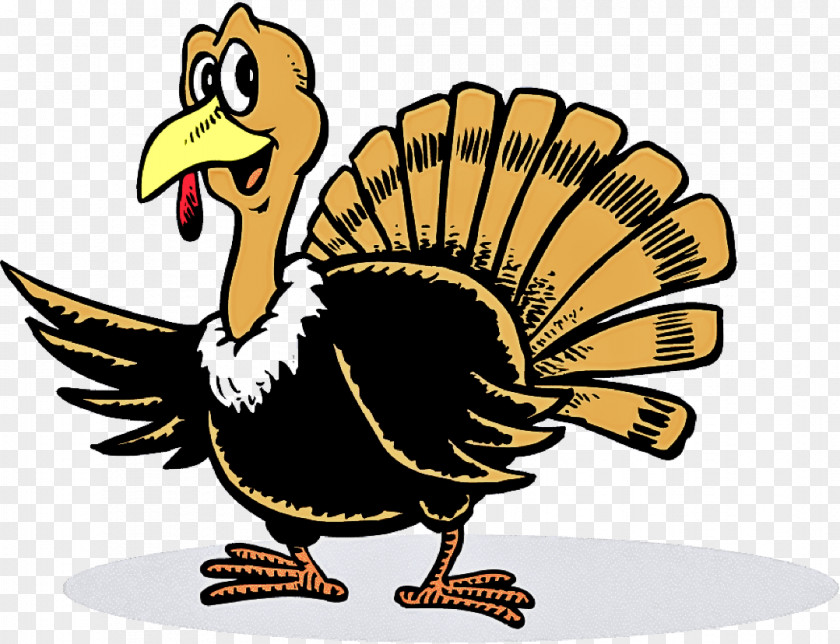 Bird Turkey Beak Cartoon Flightless PNG