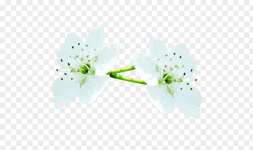 Blooming Pear Petal Picture Material Flower Computer File PNG
