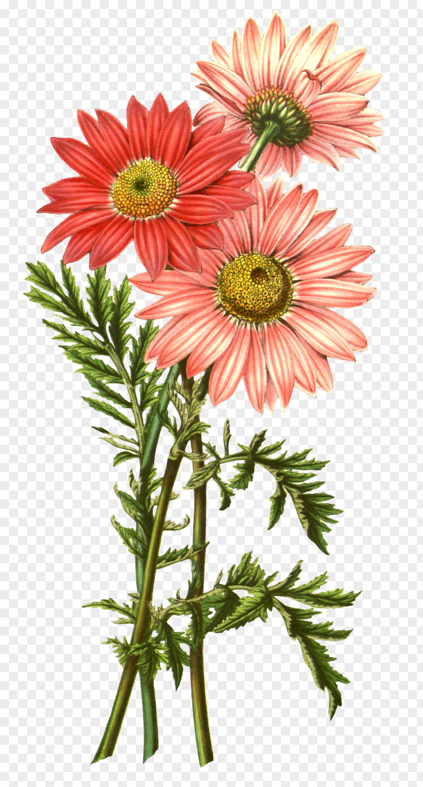 Chrysanthemum Pyrethrum Flower Dalmatian Pellitory Tanacetum Balsamita PNG