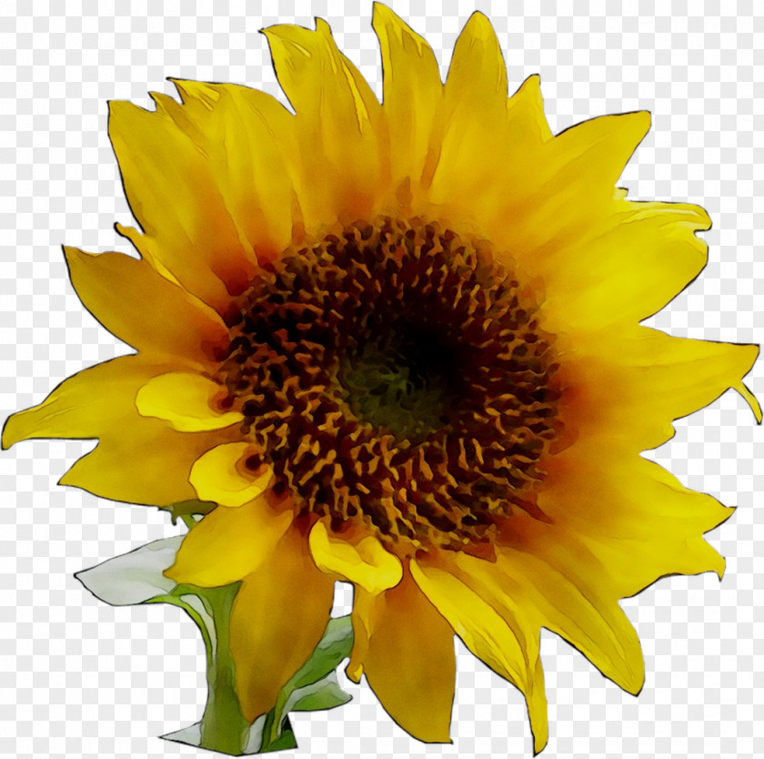 Clip Art Image Sunflower Borders And Frames PNG