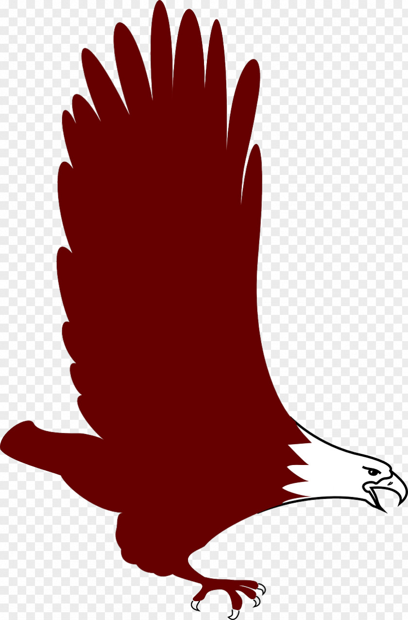 Eagle Bald Bird Clip Art PNG