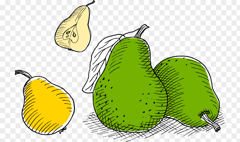 Hand-painted Cartoon Vector Pear Fruit Juice Pyrus Nivalis European Auglis PNG