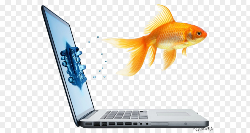Jumping Fish Laptop Computer Monitors Hewlett-Packard Responsive Web Design PNG
