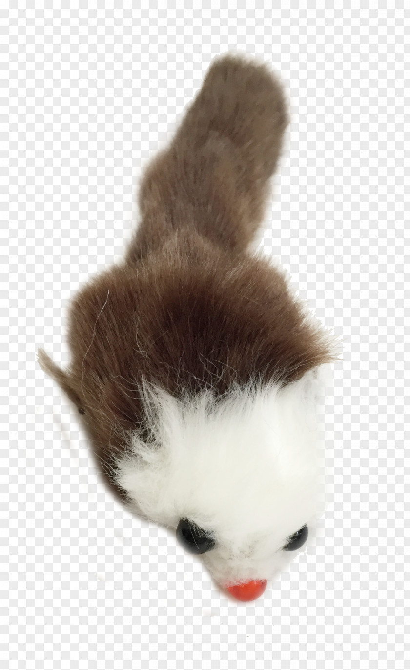 Kitten Whiskers Cat Fur Snout PNG