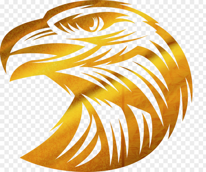 Golden Eagle Bald PNG