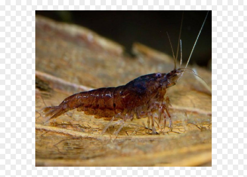 Grasshopper Fauna Pest Cricket Seafood PNG