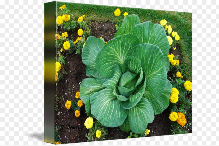 Leaf Spring Greens Collard Lettuce Herb PNG