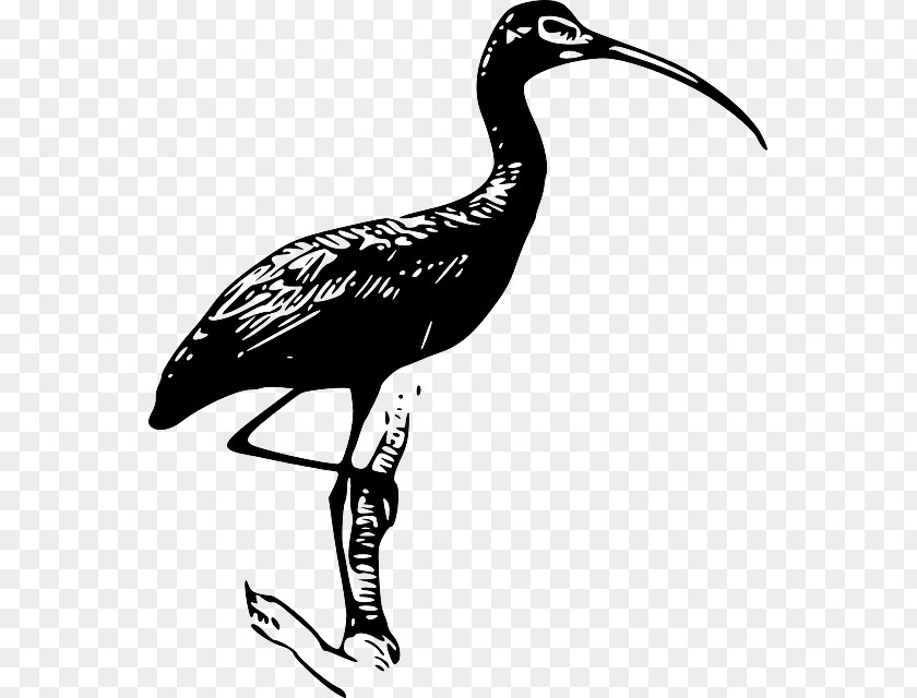 Curved Branch Glossy Ibis Clip Art PNG