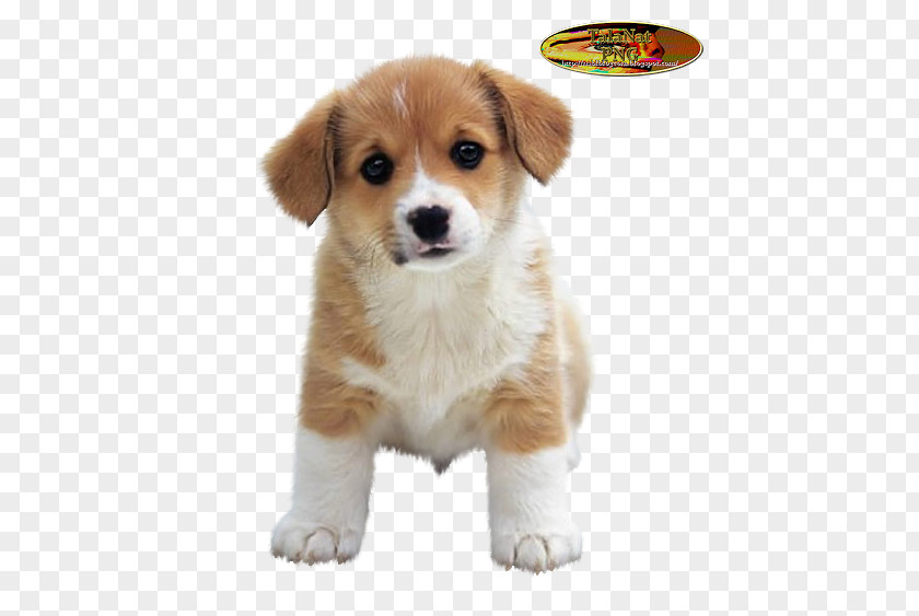 Puppy Shih Tzu Jack Russell Terrier Yorkshire Cuteness PNG