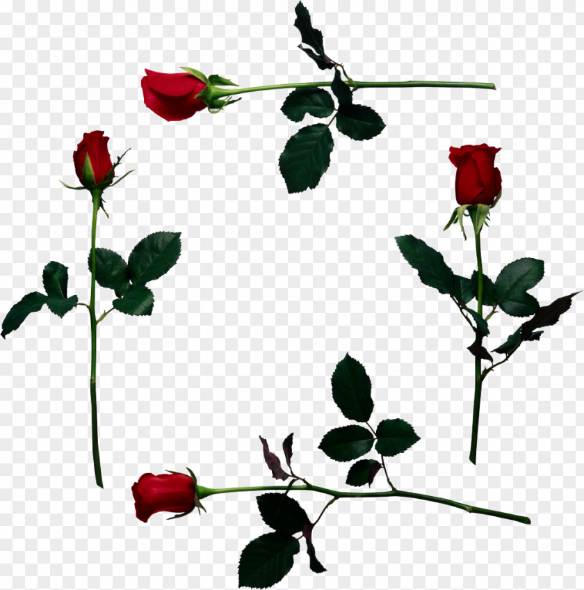 Red Rose Border YouTube Stock Photography Clip Art PNG