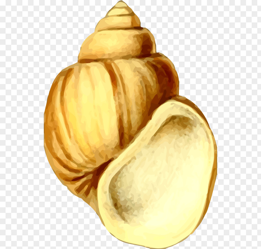 Seashell Clip Art PNG