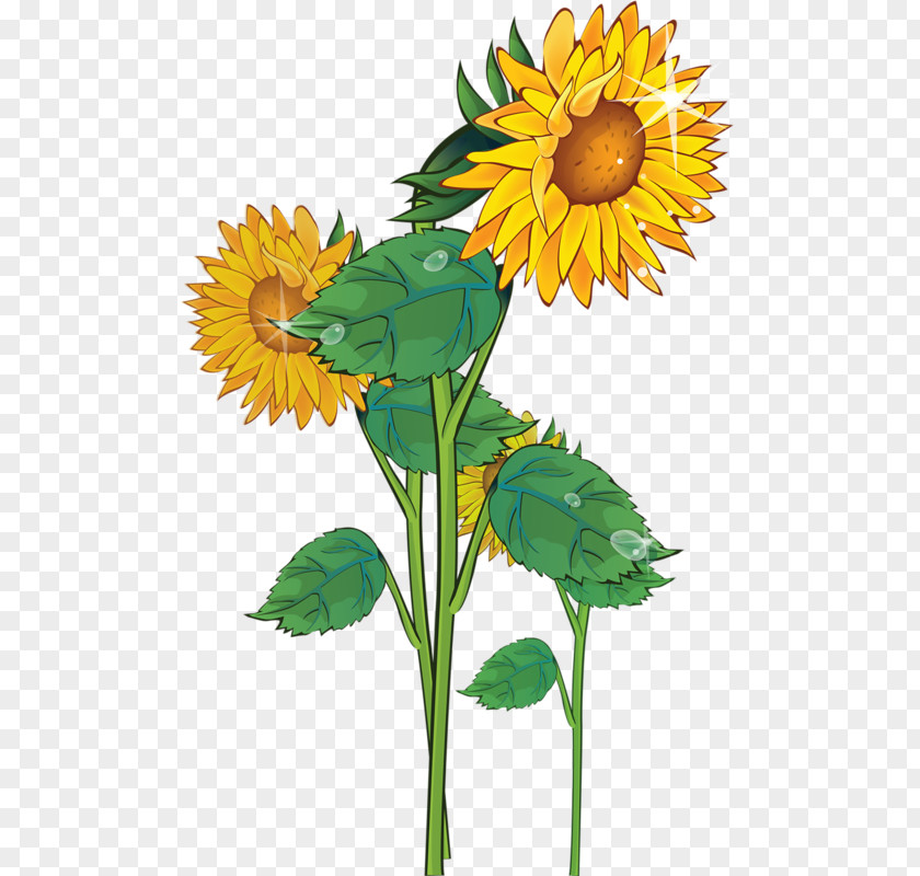 Sunflower Free Content Website Clip Art PNG
