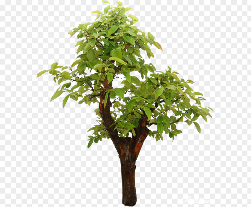 Tree Branch Bonsai Chinese Sweet Plum Japanese Maple PNG