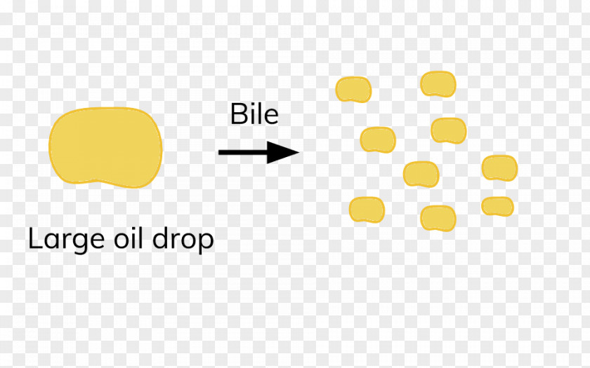 Water Droplets Digestion Bile Lipase Fat Enzyme PNG