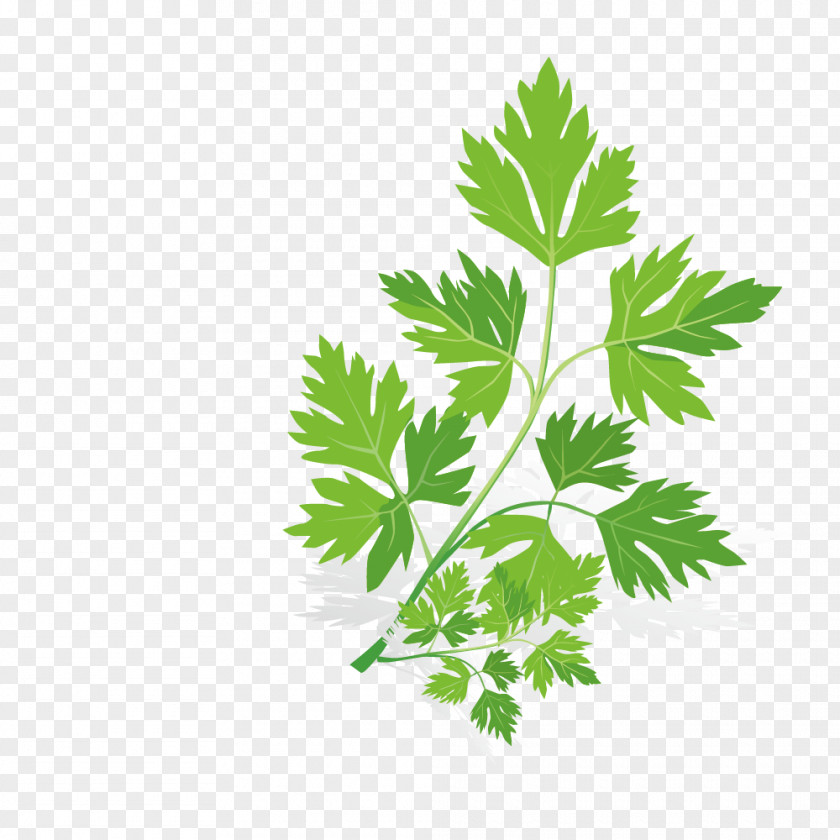 Coriander Leaves Spice Euclidean Vector Herb PNG