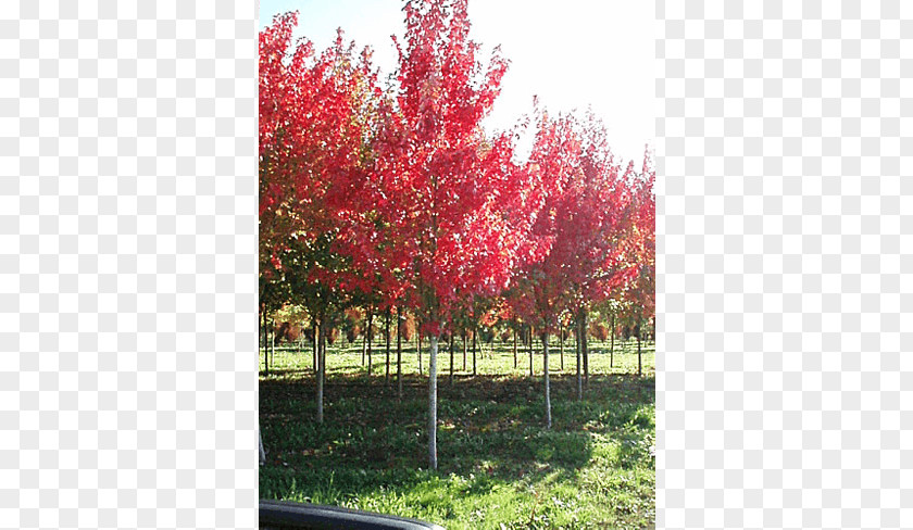 Deciduous Specimens Red Maple Silver Japanese Sugar Acer Freemanii PNG
