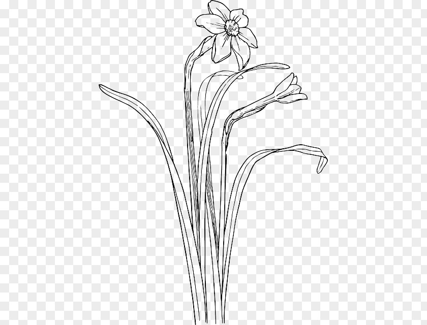DRAW Flower Clip Art Plant Stem Daffodil Drawing PNG