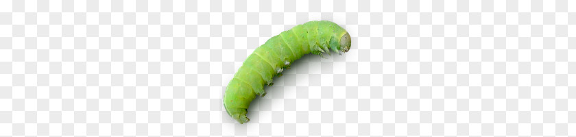 Green Bug Caterpillar Agriculture Icon PNG
