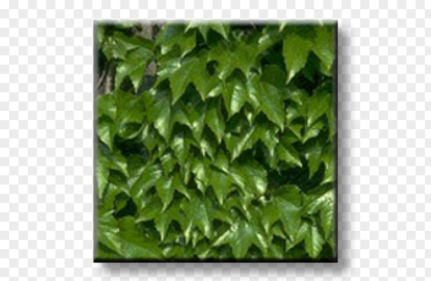 Ivy Parthenocissus Tricuspidata Virginia Creeper Vine Wall PNG