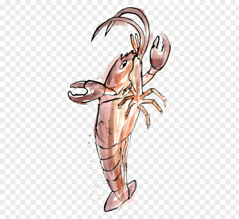 Quadrille Decapoda Muscle Cartoon PNG