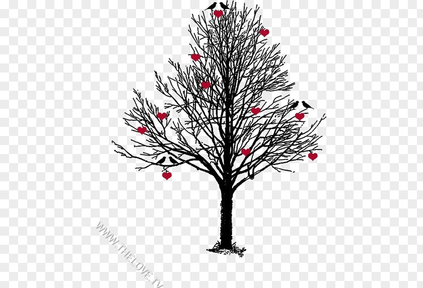 Tree Christmas Pine Basswood Twig PNG