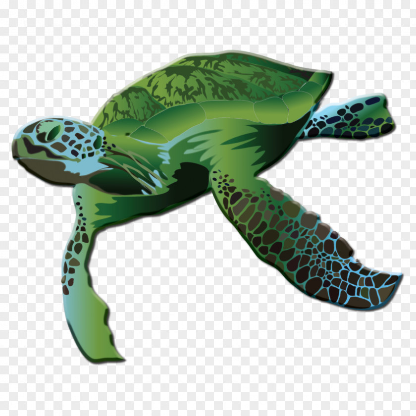 Turtle Green Sea Reptile Logo PNG