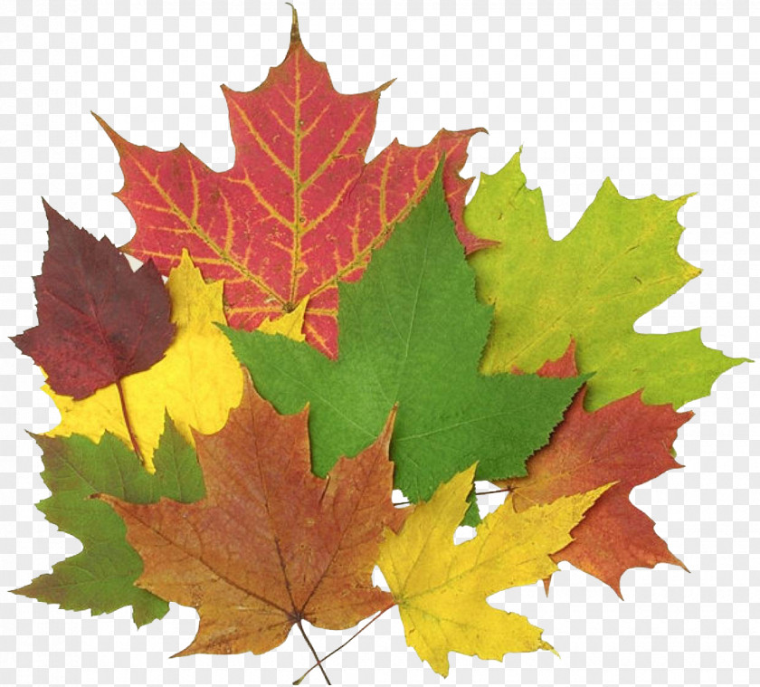Autumn Leaf Color Chlorophyll Blowers PNG