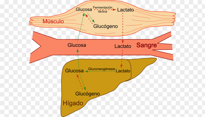 Burn Fat Build Muscle Cori Cycle Lactic Acid Glycogen Metabolism PNG