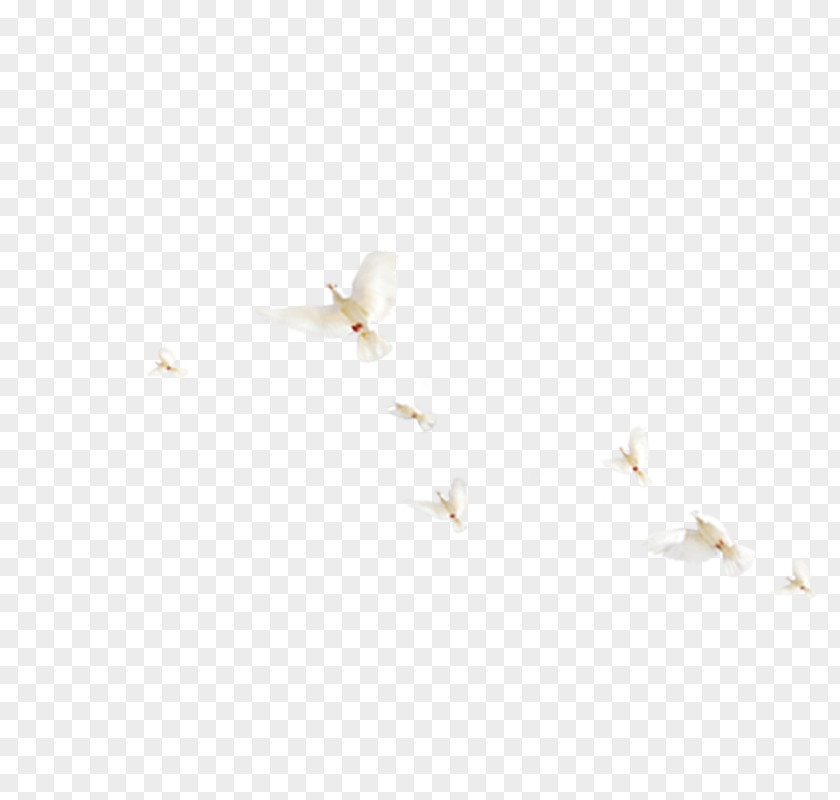 Flying Bird Line Angle Point White Pattern PNG