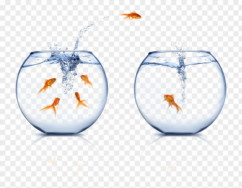 Goldfish Management Business Oppositional Defiant Disorder Information Nonconformity PNG