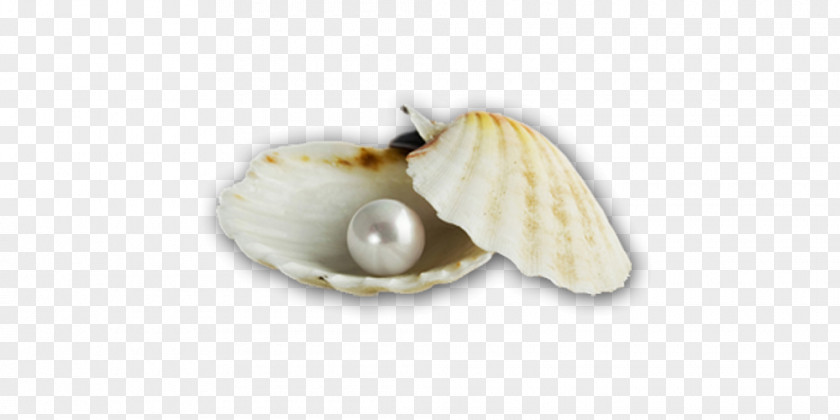 Pearl Shell Cockle Seashell Molluscs PNG