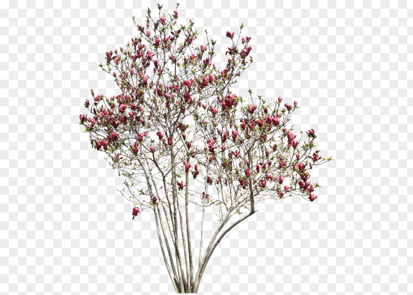 Tree Quiver Red PNG