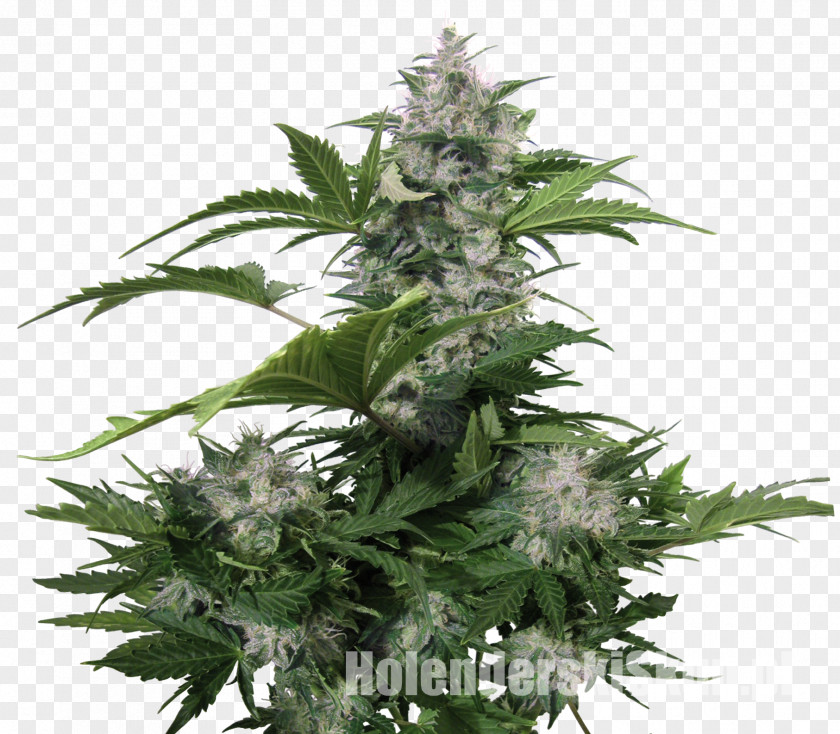 Cannabis Autoflowering Seed Bank Seedsman Seeds PNG
