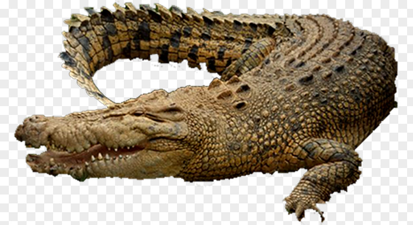 Crocodile Alligators Nile Saltwater PNG