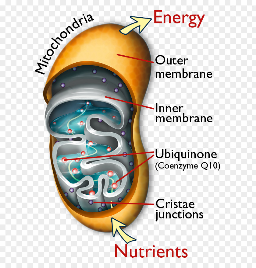 Health Nutrient Dietary Supplement Coenzyme Q10 Mitochondrion PNG