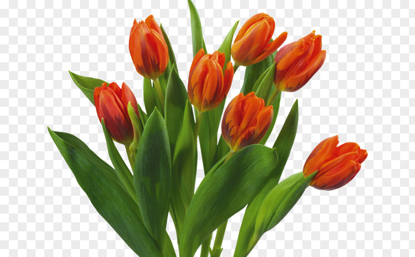 Tulip Flower Bouquet Desktop Wallpaper PNG