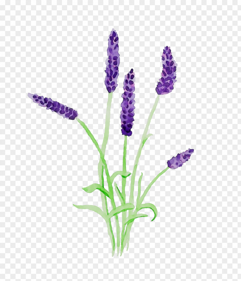 English Lavender French Plant Stem Plants PNG