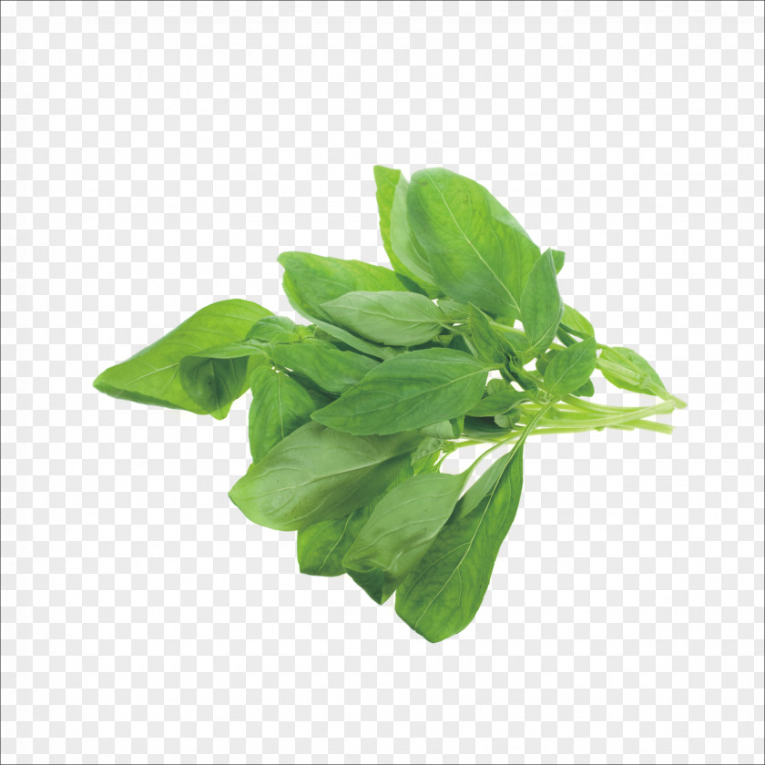 Herbs Herb Italian Cuisine Holy Basil Medicinal Plants Recipe PNG