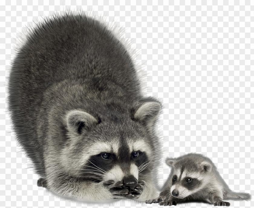 Raccoon The Clip Art PNG
