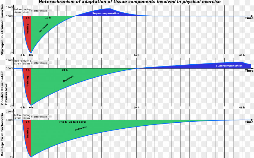 Aerobic Supercompensation Training To Failure Physical Fitness Weight PNG